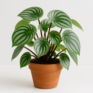 peperomia