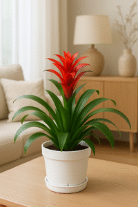 Guzmania Bromeliad