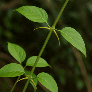 Cat's Claw