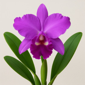 Cattleya Orchid