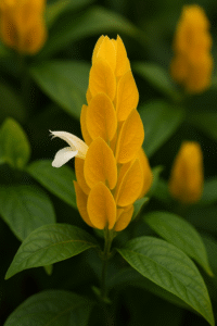 Yellow Shrimp Plant