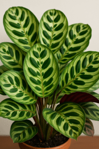 Peacock Plant