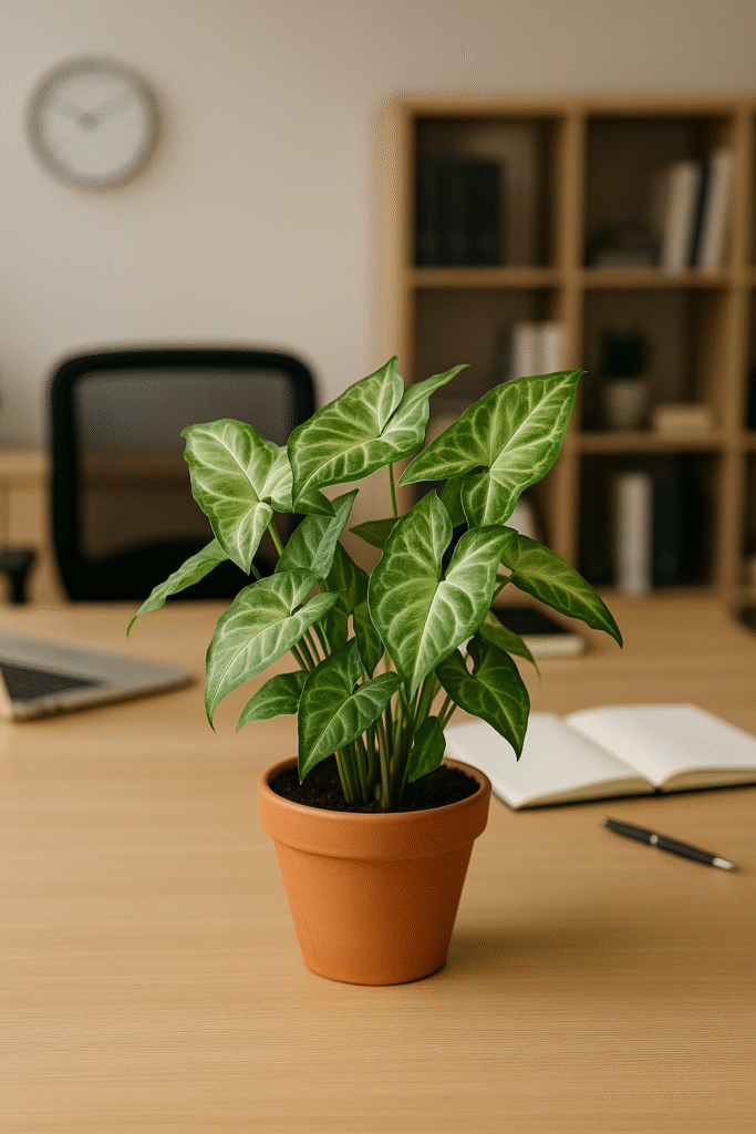 Syngonium